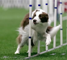 Minneapolis dog school